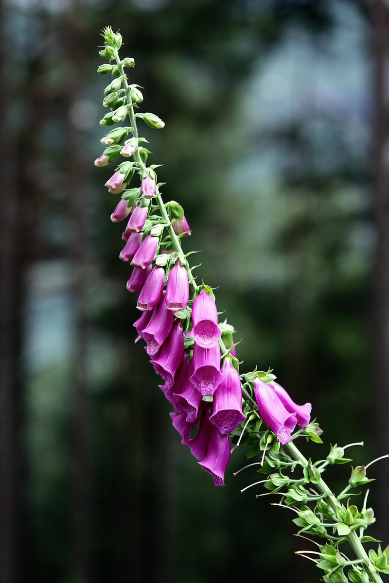 Foxglove