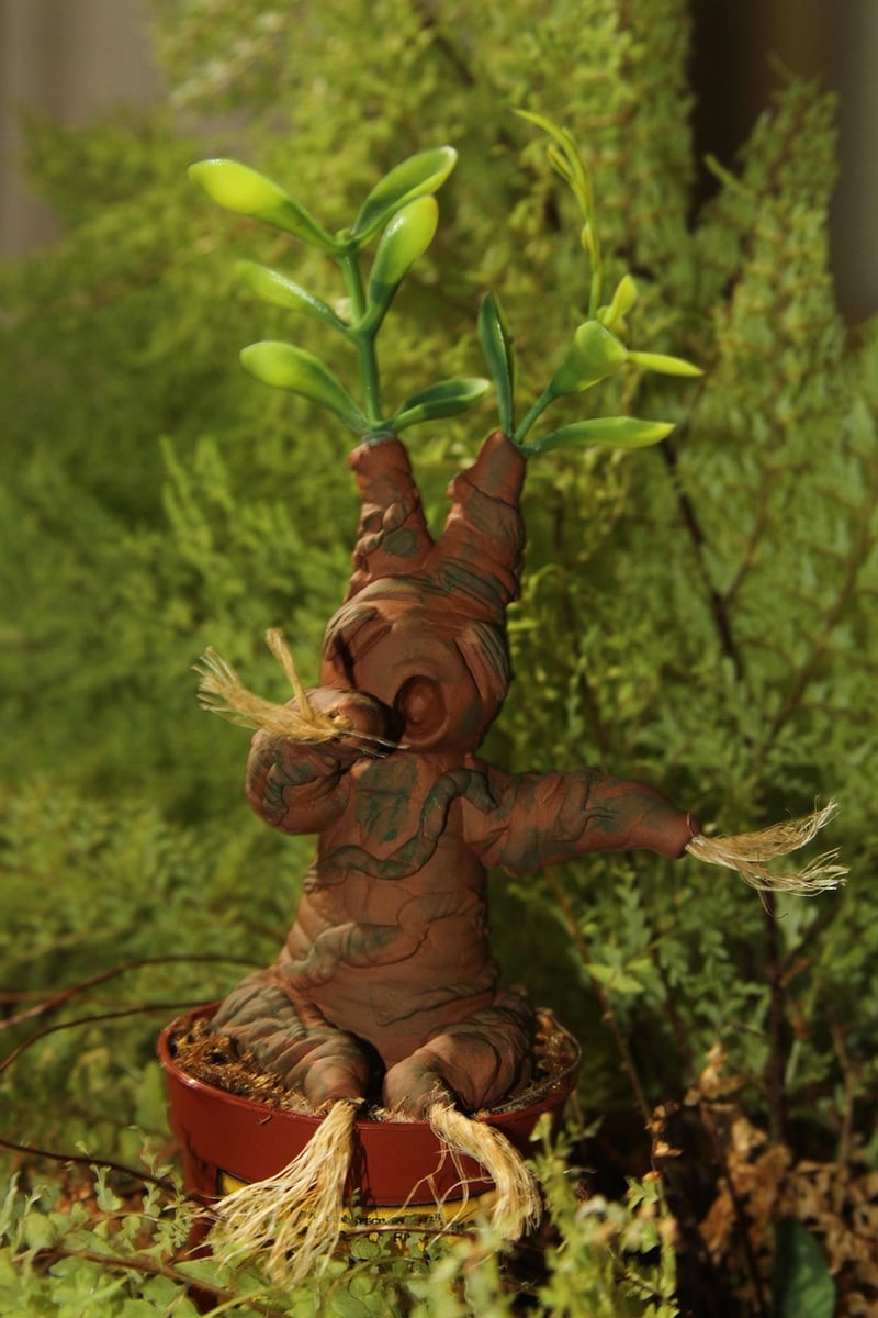 Mandrake Root