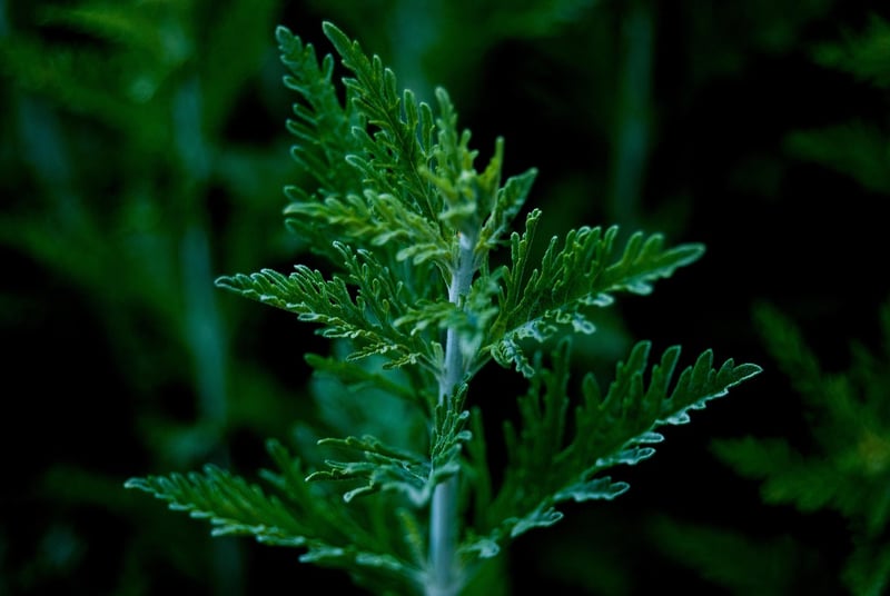 Mugwort