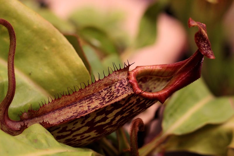 Pitcher Plant